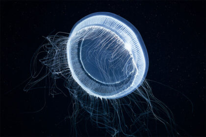 An Aequorea jellyfish