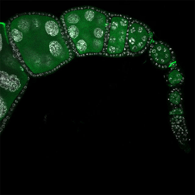 Super-resolution fluorescence imaging